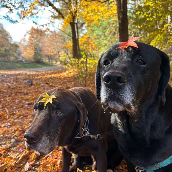 74ae9998 191c 4181 9f2f bb7f36925638 1763981322383