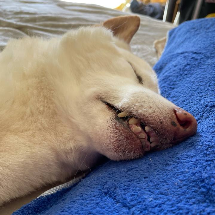 74aff630 4e38 4967 b07c c679fbdef4b0 1635732417600