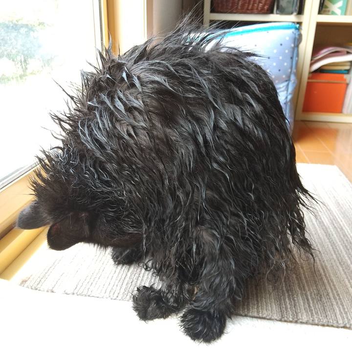 74b26c8c adfe 4501 88ef 13ab95337f47 1596588918598