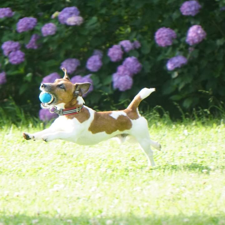 74b55e5f d94d 454e 8d93 04a13dd89347 1560727264044