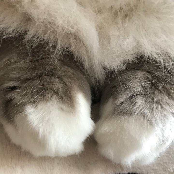 74b590a4 851d 4442 955c dceedf8601dc 1517805433287