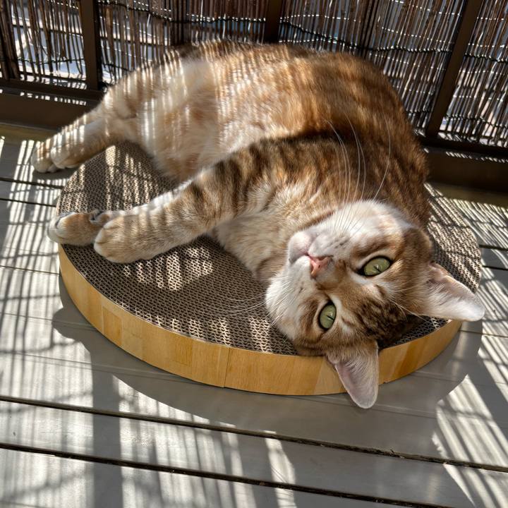 74b9d21a 01c7 45c1 8baa 8c0f35ffa74e 1773283016601