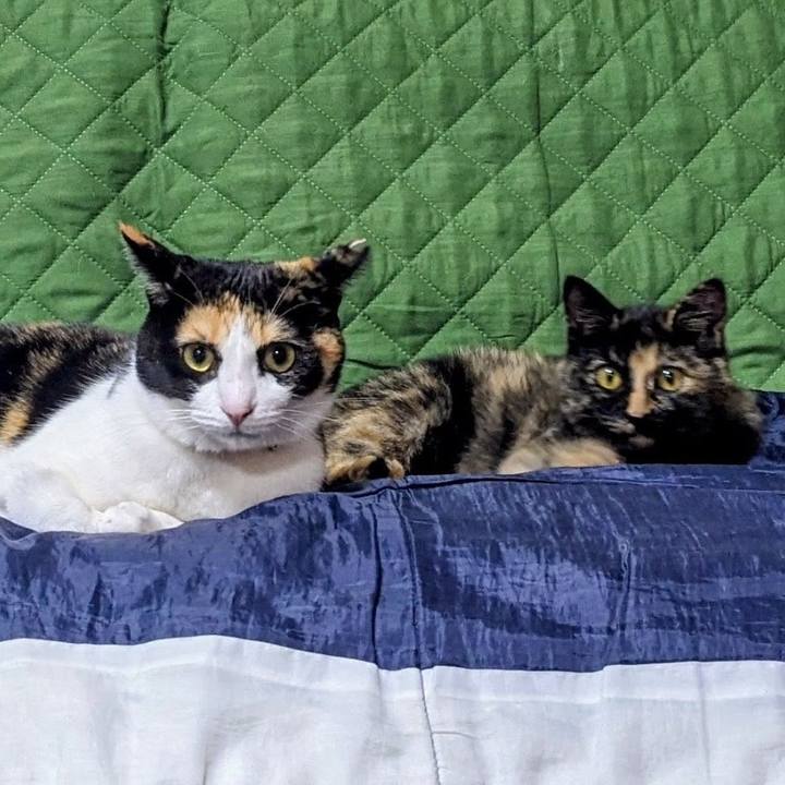 74bb2b0f cff5 430e ab1b 92cfec42f640 1763471900509