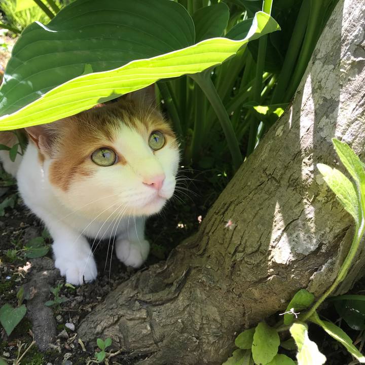 74c35ae7 9a64 43a8 ae18 44f5c2e7b764 1526799370289