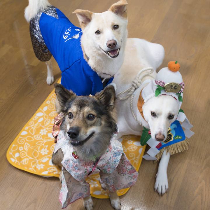 74c70eba 6f24 4664 9193 10119b875448 1541935707028