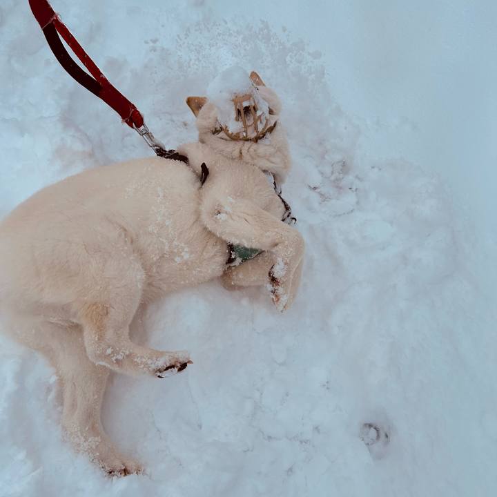 74c9aec0 1f4c 477a 81d9 bfd6a5232f74 1742163704444