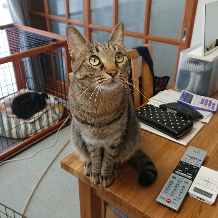 74caa623 0c50 497c b09c a286a94d146e 1516494526474