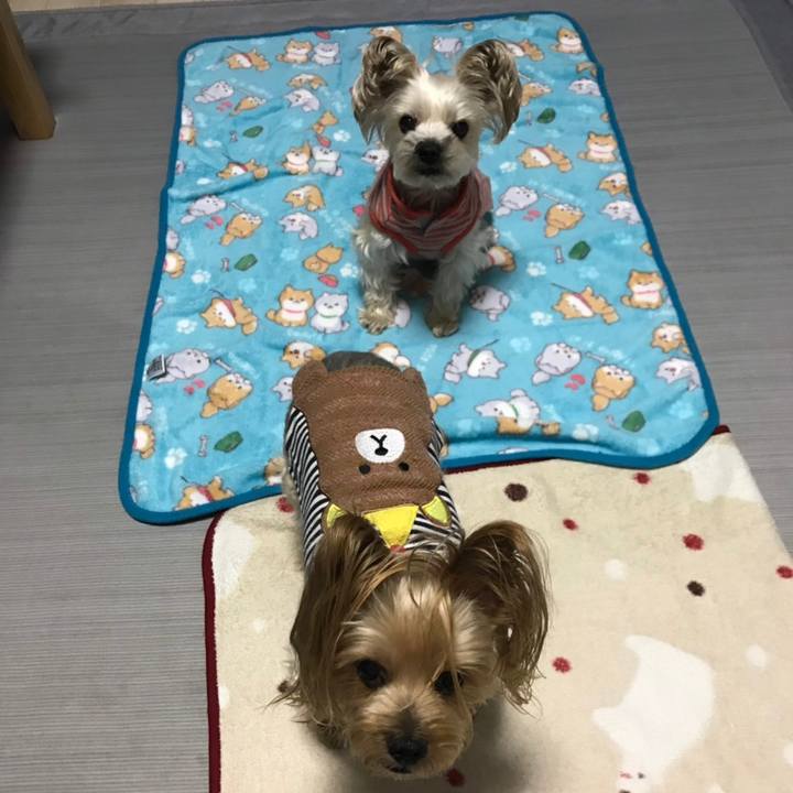 74cbd4f5 2d07 4118 aedd df2d5d1458ce 1572599711750