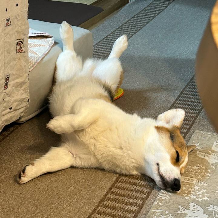 74cf2c8b 9f46 4fbf a6aa d7d9547e7dbc 1774531594829