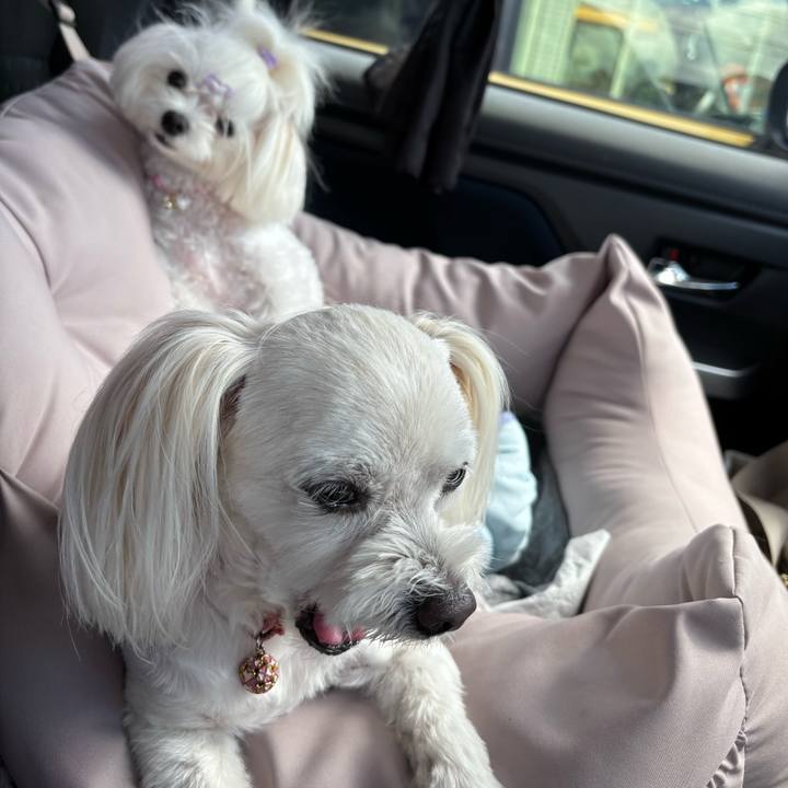 74d16b8c f77e 40d4 8a8c ac422feabb0c 1758865614836