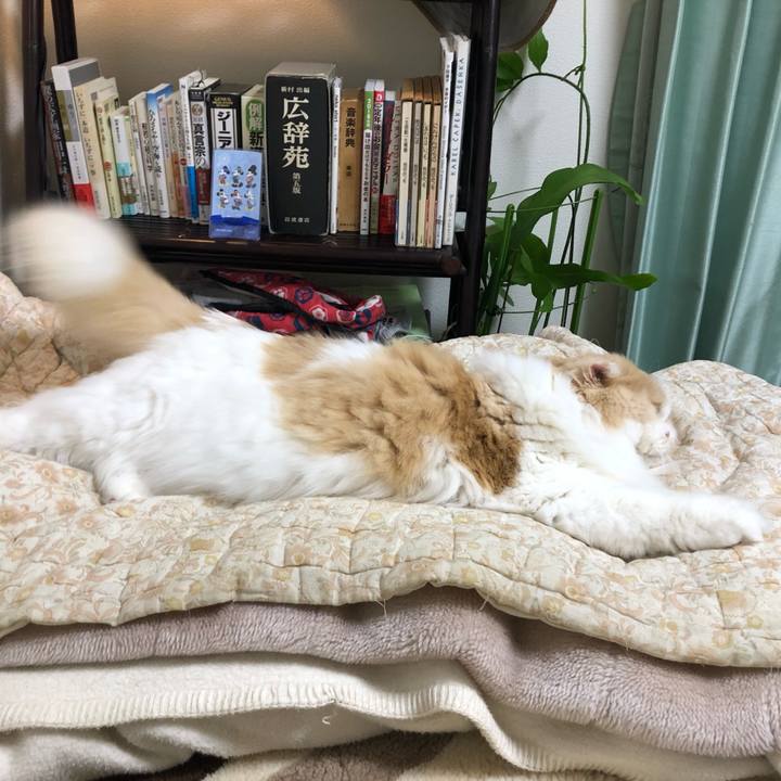 74d4f82c 4256 4435 9266 1a09cc6d08dd 1641379803111