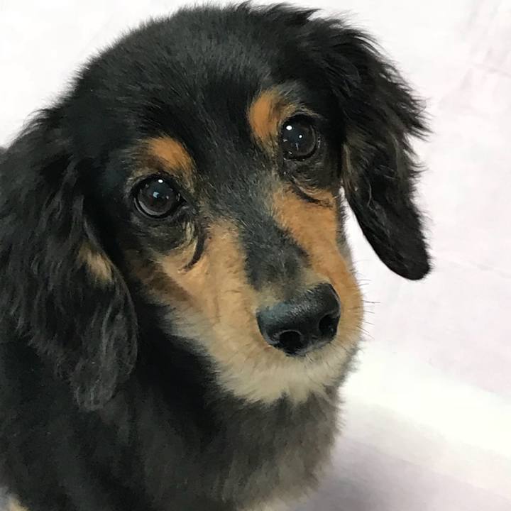 74d5204c 66ef 4ef3 905c 64c80ec22fd9 1525903636844