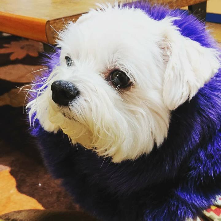 74d6004f c2be 4a88 abd1 0b7a6fae42dc 1570788921808