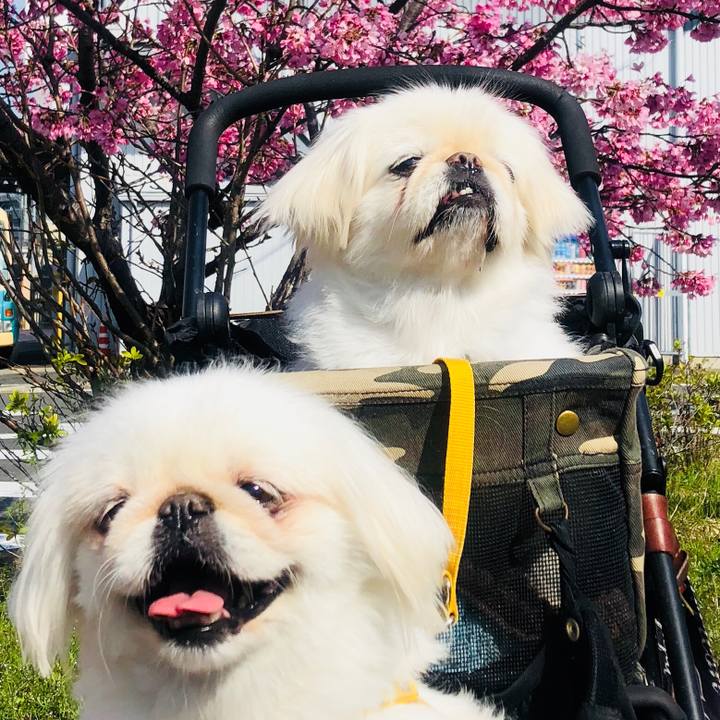 74d83a03 e7c7 4883 94f7 e4956b1d10e5 1616752360549