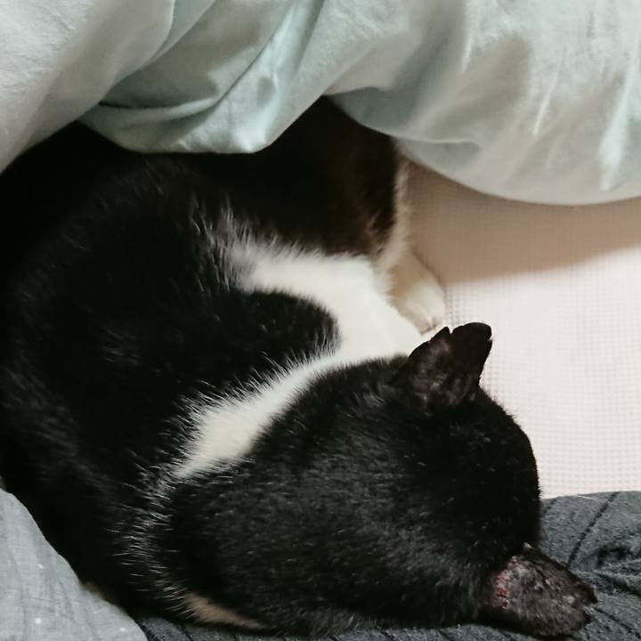 74da4b30 11b0 417a babf bbdd7720dcec 1540127845150