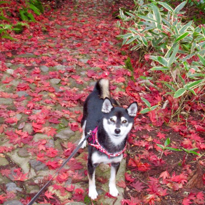 74dc4ff7 9d53 4623 89cb 174de312fd72 1542364288207