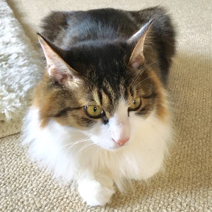 74e12b09 a11d 428d 893e 0926d03da403 1518252392718