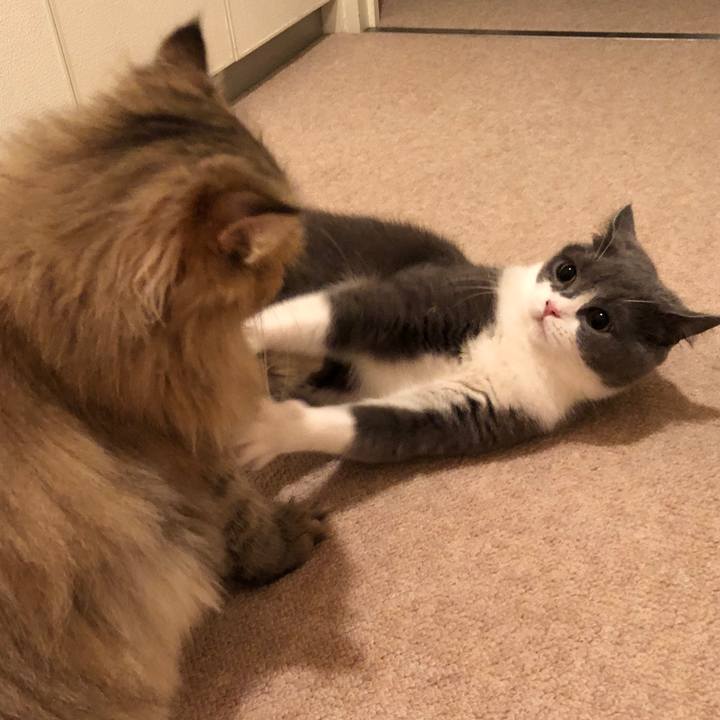 74e13cfa 56b0 4dc7 803f dbafc200bb00 1535638811179