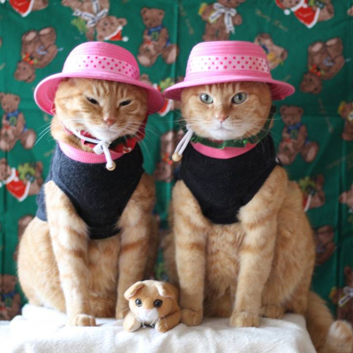 74e28f8d 8367 485c 8ada a1c5ca4b726f 1514151016812