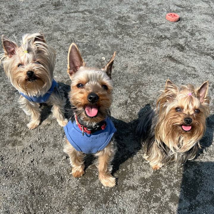 74e2b446 58dd 4075 8183 9618a5a6c5b4 1774754045512