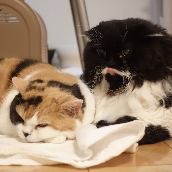 74e5344f 96be 4f8c aff1 92cd6f83ee13 1541258086794