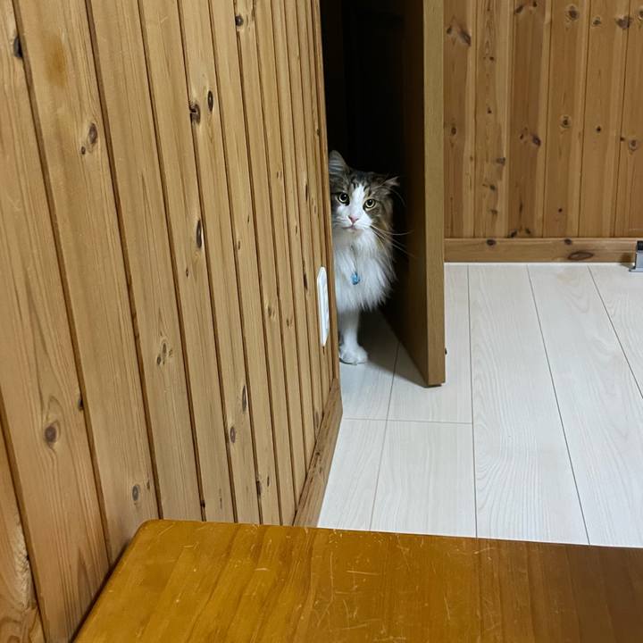 74e5e01d 4198 4cdd ae97 0e50a38d613a 1731792462432