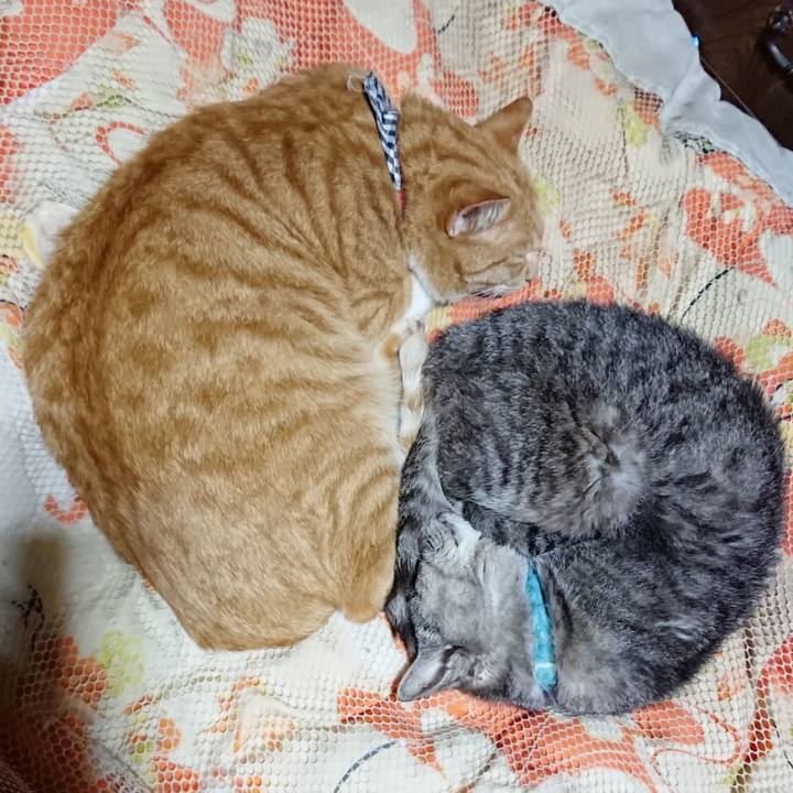 74e62712 0d85 4ccb 87d1 32b3dc35d7b6 1571576833611