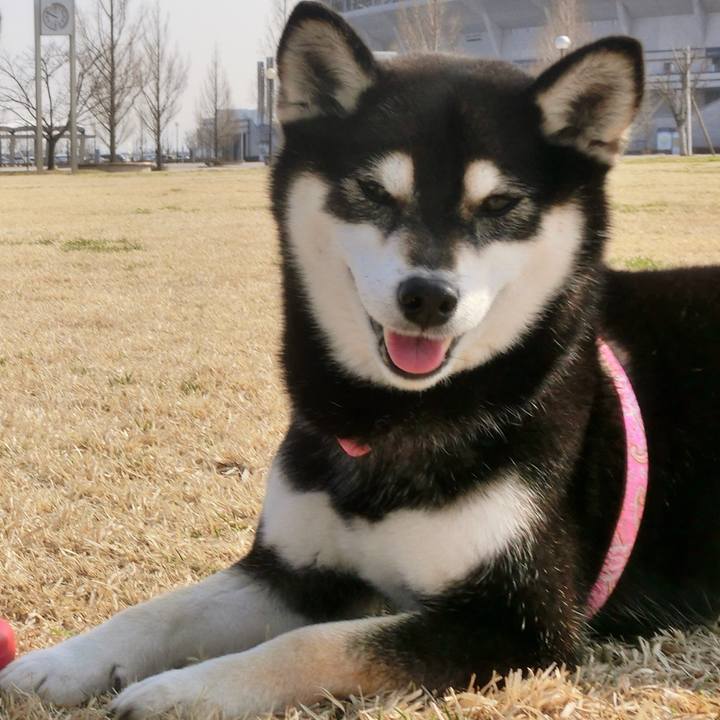 74e69004 cea3 4eca b299 e3d3d73b6a1a 1521000987671