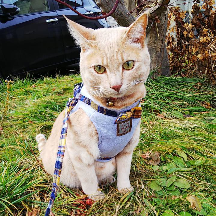 74e6adcb 3646 4eee aaee 00fd41e3fa72 1576041369362