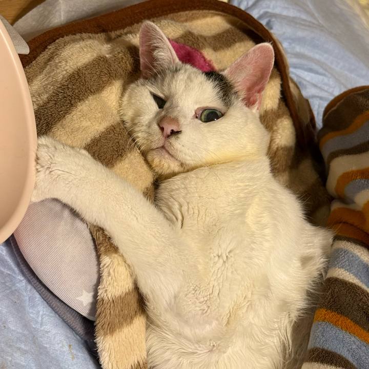 74e6bd48 2083 4558 a26d 4c03ab80be46 1763389337684