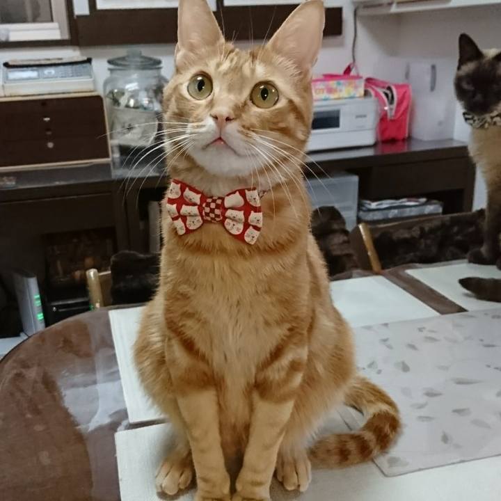 74e6dccc b7d5 4bdb 82bf 5bf8f8e68e18 1514723445415