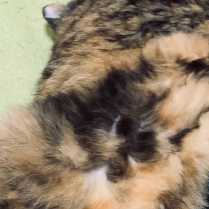 74e86bec 2e72 4df8 b453 7fd4805c17f1 1731356347221