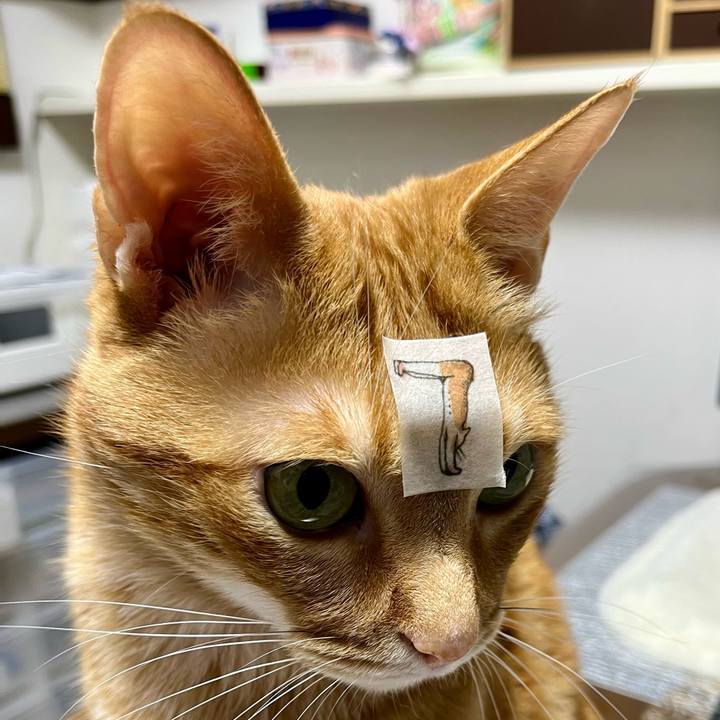 74ed3703 283b 4fc6 96c6 2dc62549ad42 1687295747350