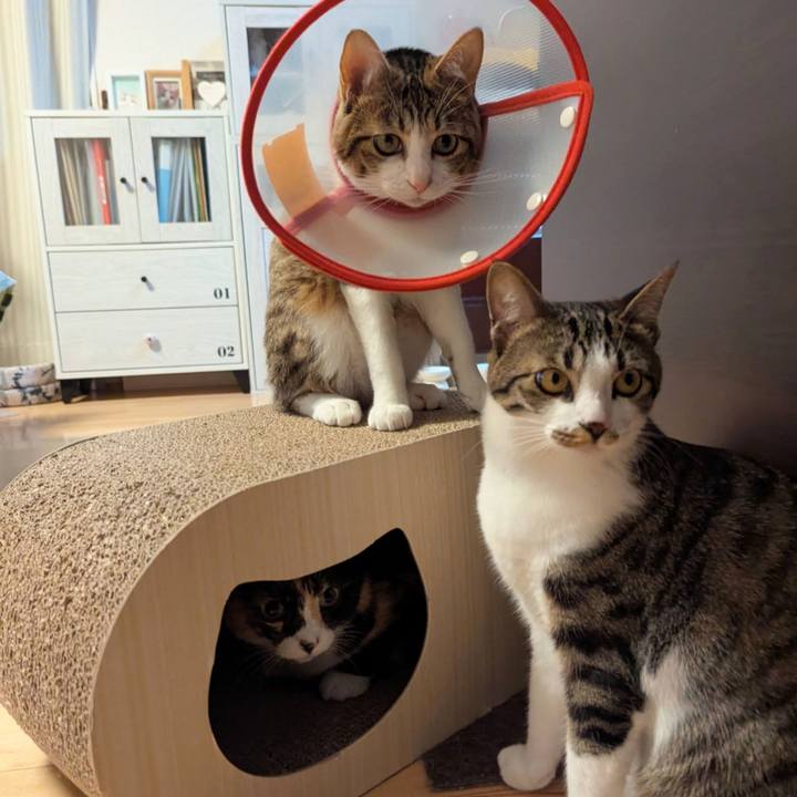 74eef8f9 e14c 4aac ba01 f27f5ed2129f 1746772600642