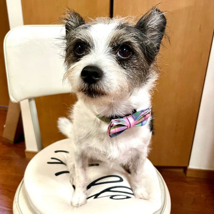 74f0f282 a50d 454e a62c ea0f256b6179 1760748779832