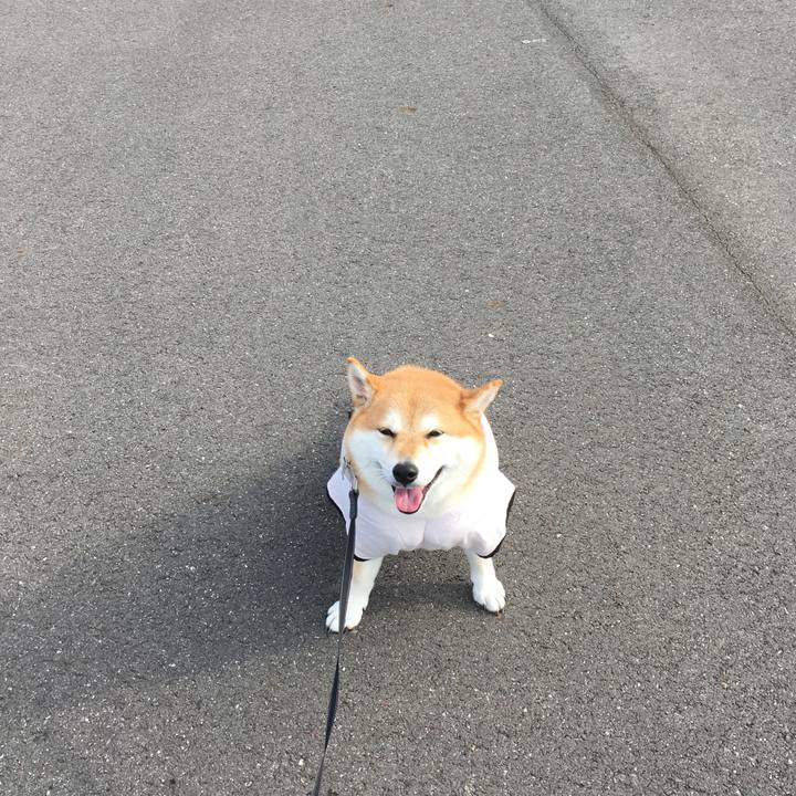 74f3108f fdda 4876 a2dc 35d25be968db 1539913599869