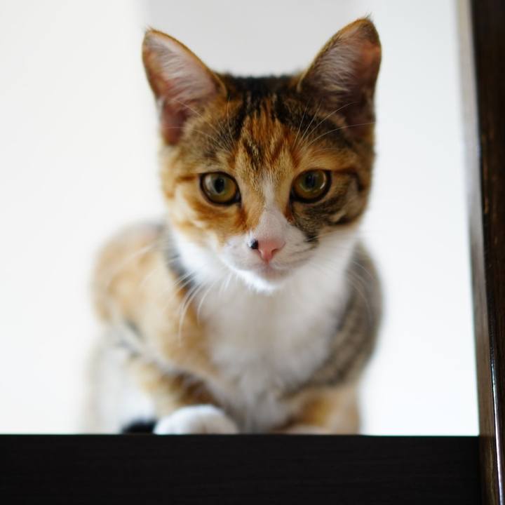 74f51199 d60b 4b0f 9cdc faeb20aeeef8 1576305602344