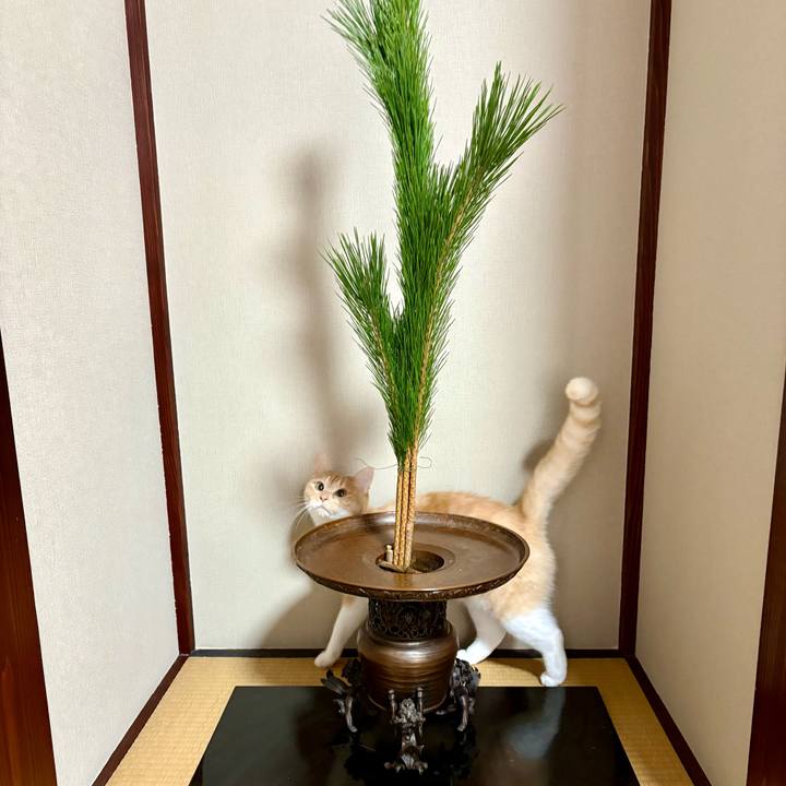 74f7cf4a a721 42dc 90b8 cf1e79d7f0fe 1766263426110