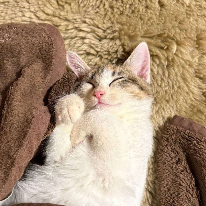 74fa2a35 18df 4954 8b5d 2ec60f3732a3 1766223066180