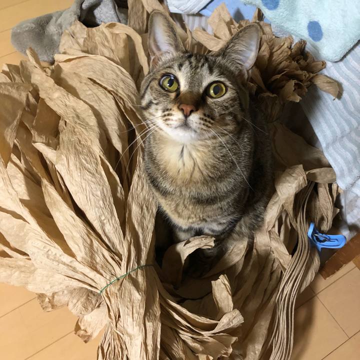 74fa5557 a3ad 4f72 81f8 6136f38e4450 1526050328031