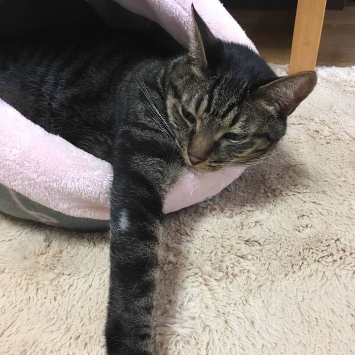 74fe3b2d 8193 48b2 adab 9e232cc7e63f 1508458636761