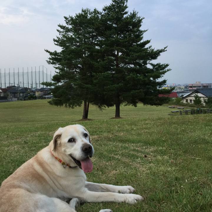 75013dd3 e098 475b b754 8ac296d31941 1529931582434