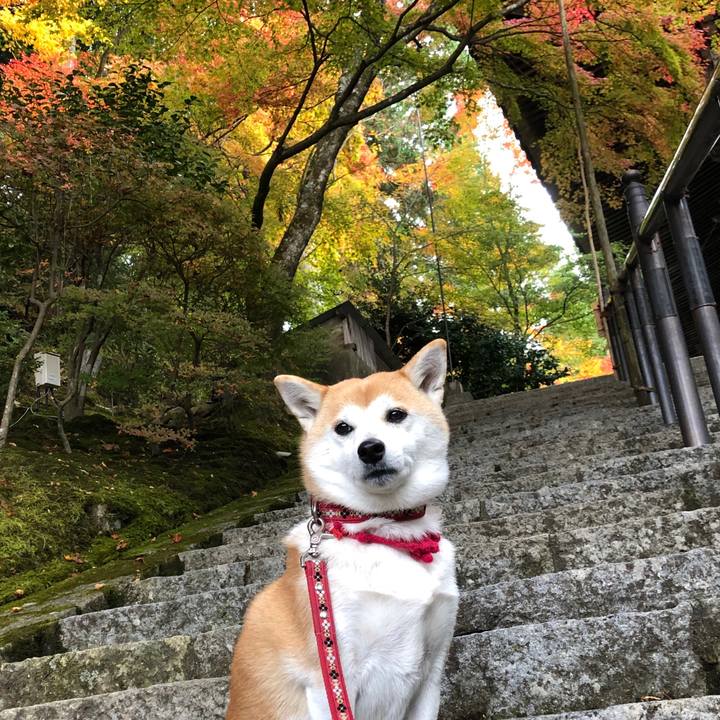 75062c61 101e 4ce0 a1bb 0b135deb467b 1604909510989