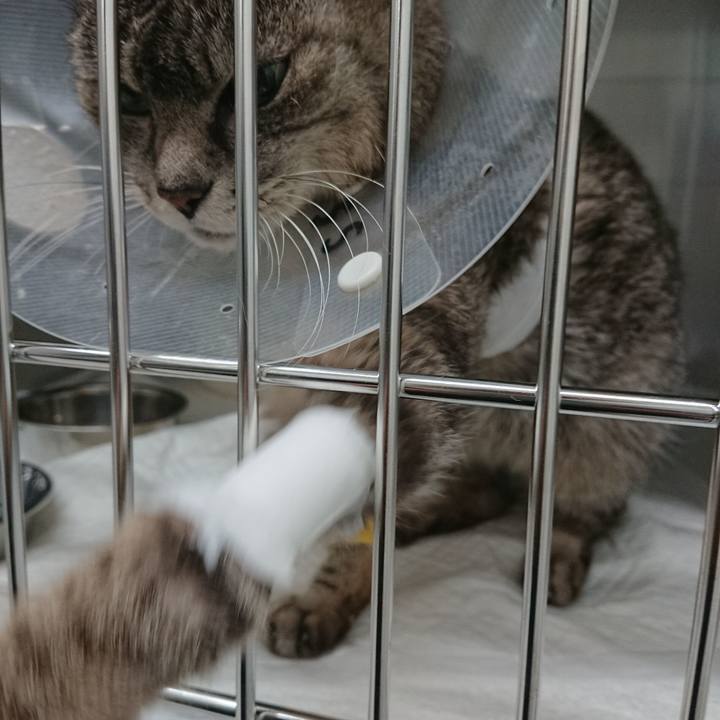 75078339 747d 47a5 8ad0 1f2eed4b0c45 1586334824394