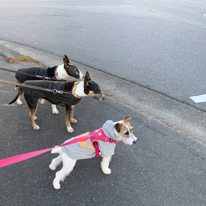 750bfbac 5be5 4ddc b16c f12d920bc447 1576844736298