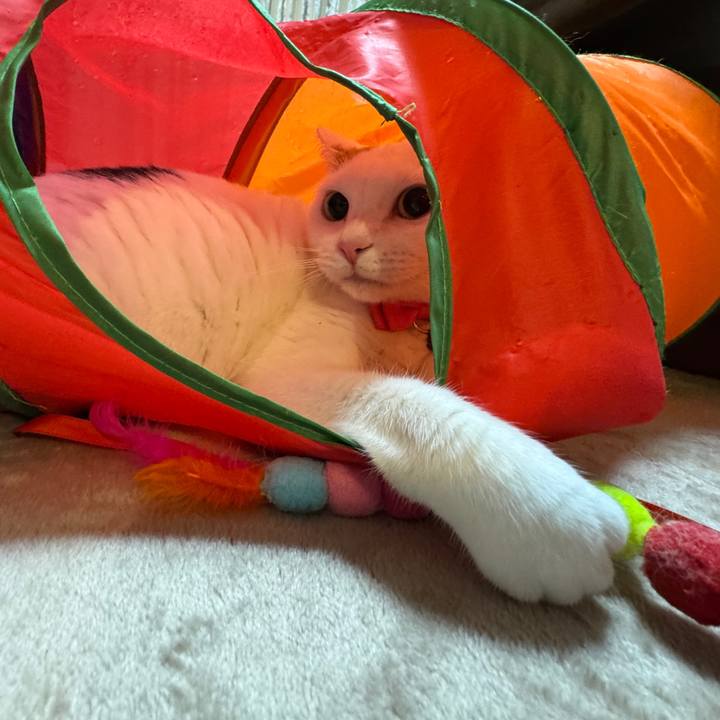 75162565 17ec 4321 ba66 773a52ee4fb7 1762607929034