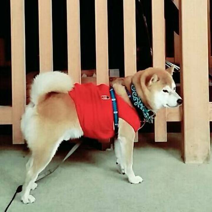 7518cec0 bc7c 450a bebf 17f294ac5269 1508402554145