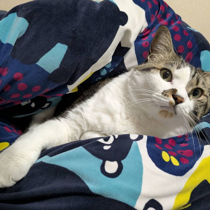 751f2ad3 7c72 4284 838f 0c13bea43425 1742696714538