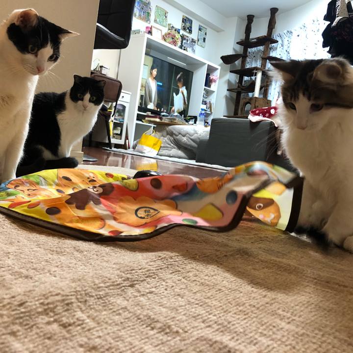 7522b188 5e4d 40f3 baee 60a4001aee6b 1516152435605