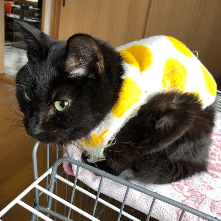 75271bd4 377f 4a16 958c 0eef1bd810cc 1556315436982